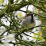 Photography : Sparrow in the Thorns