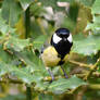 Photography : Cute Bird
