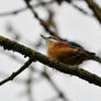 Photography : Eurasian Nuthatch