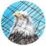 Caged Eagle