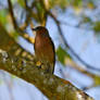 Photography : NonPolitical Chaffinch