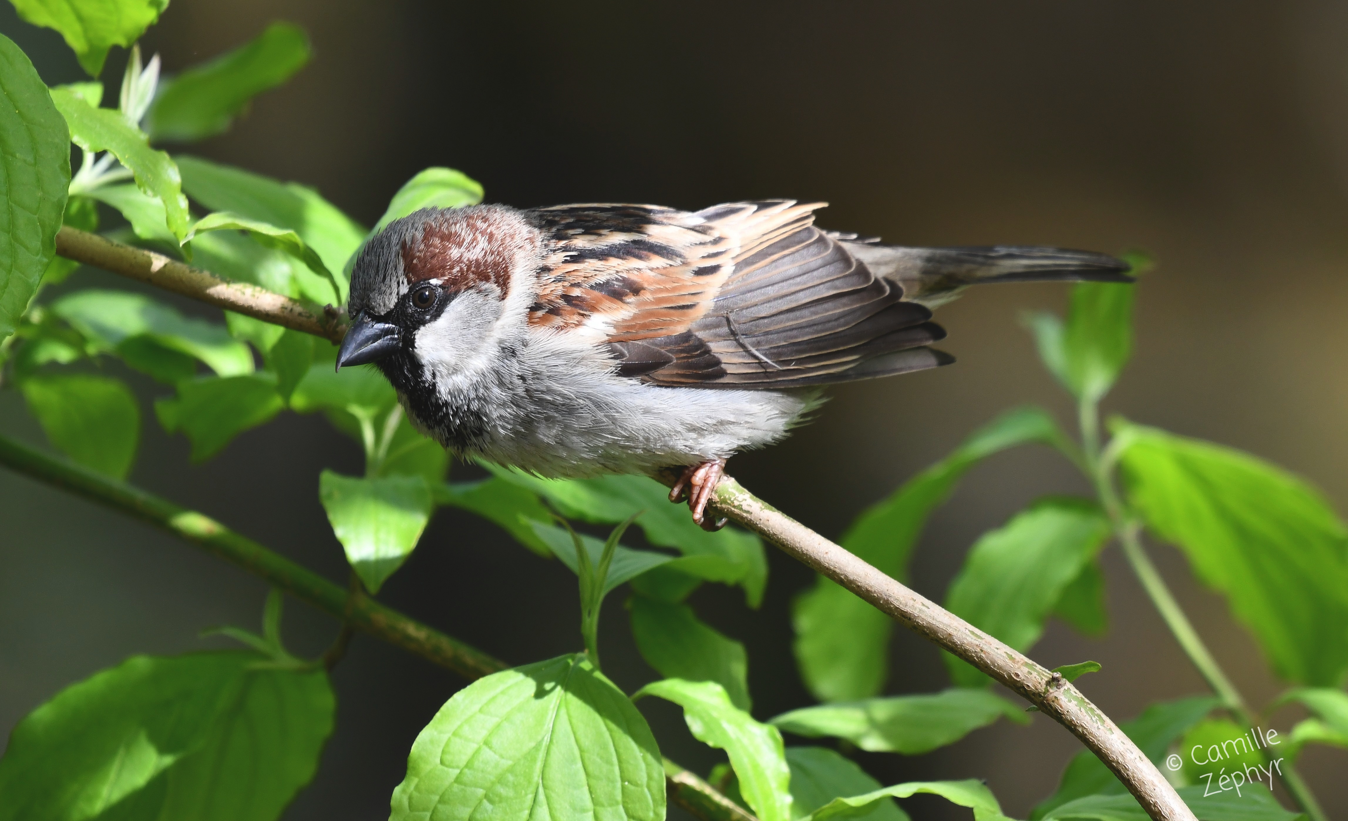Photography : Sparrow