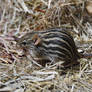 Photography : Striped Mouse with Food