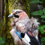Photography : Beautiful Jay