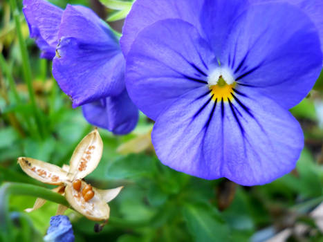 Blue Pansy