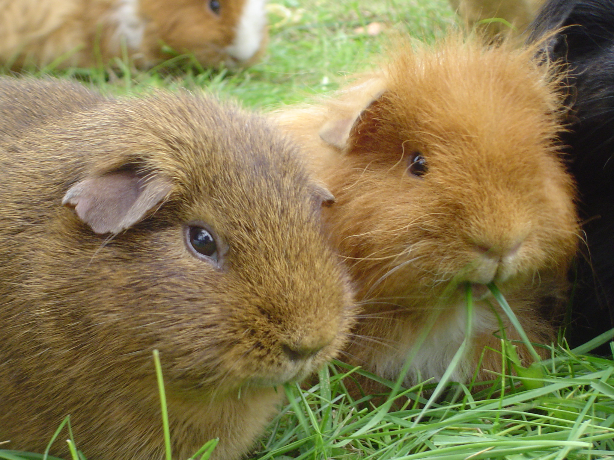 Guinea pigs 2