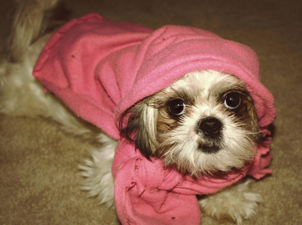 Little Pink Riding Hood