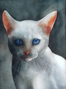 White cat