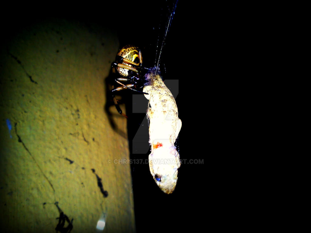 The predator becomes the prey by chris137 on DeviantArt