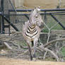 Zebra 12
