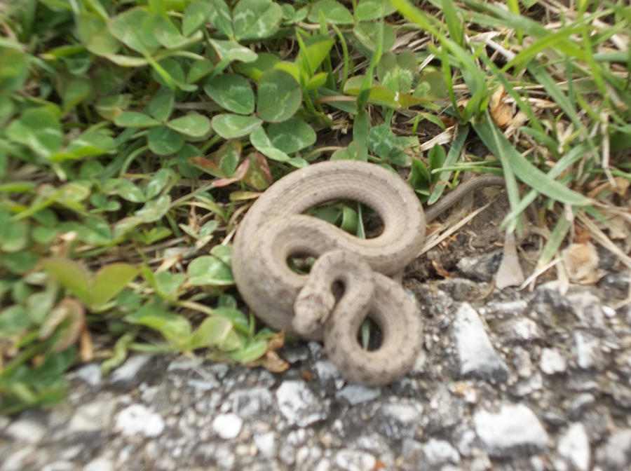 Path Other Snake Snake on a path by spiderman143swife on DeviantArt