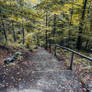 Journey to the forest heart, guided by her beats