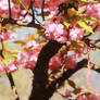 As Spring is getting ready for her yearly dance