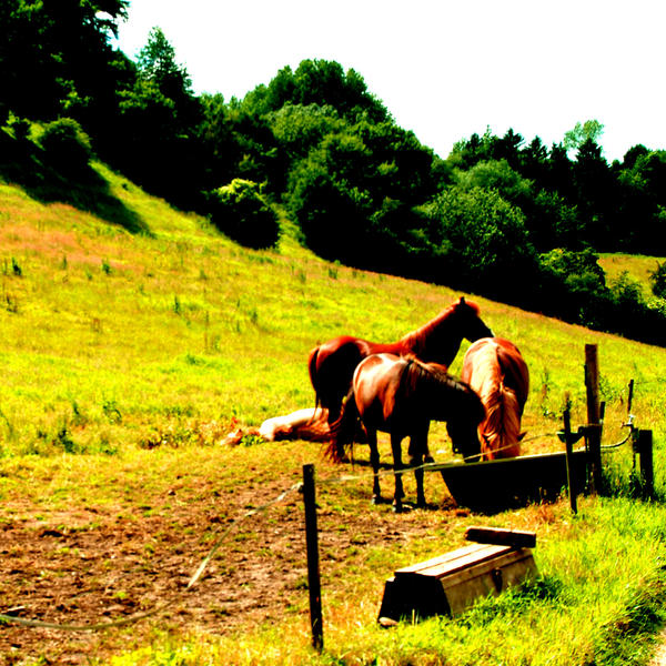 Horses by deVere on DeviantArt