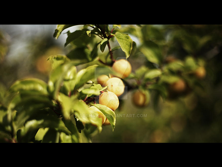 Pum-tree by Sasha-Ch on DeviantArt