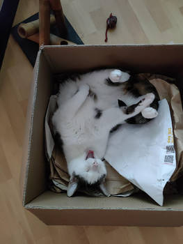 Anthas in a box