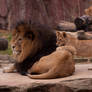 Family of lions - Zoom Erlebniswelt Gelsenkirchen