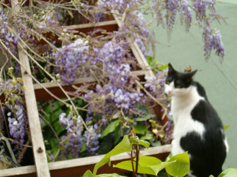 felix and purple flowers