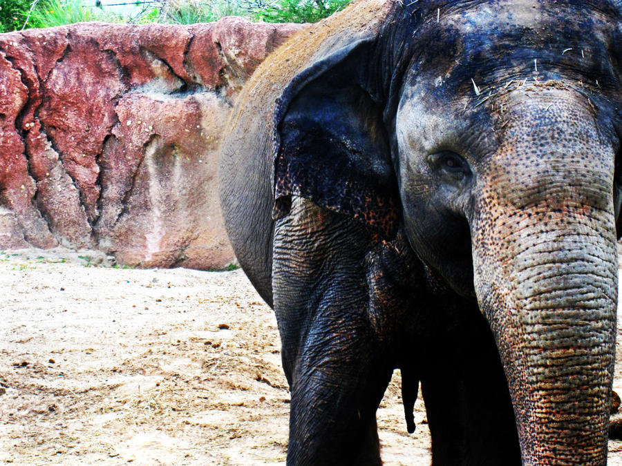 Rosie the Elephant by LiveYourLife on DeviantArt