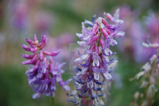 Maytag Mansion -  Flowers