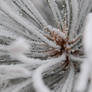 Snowy Pinetree - Close Up