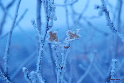 Moose Leaves - Valentine