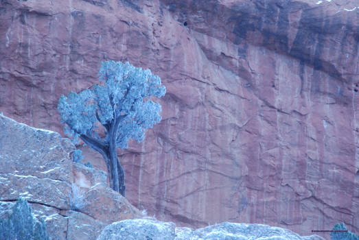 Lonely Tree - Tungsten