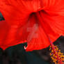 Arizona - Red Hibiscus