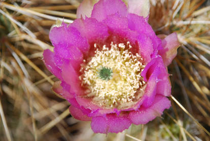 Cactus Flower