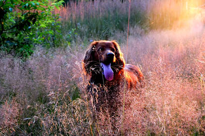 Dog in grass