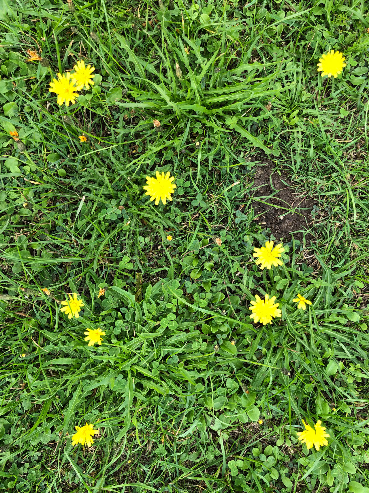 Grounded by Clockworkdk on DeviantArt