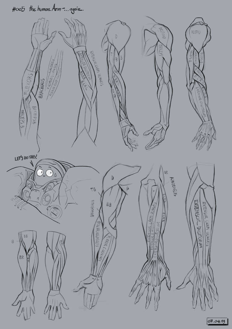#005 - the human Arm by gregor-kari on DeviantArt
