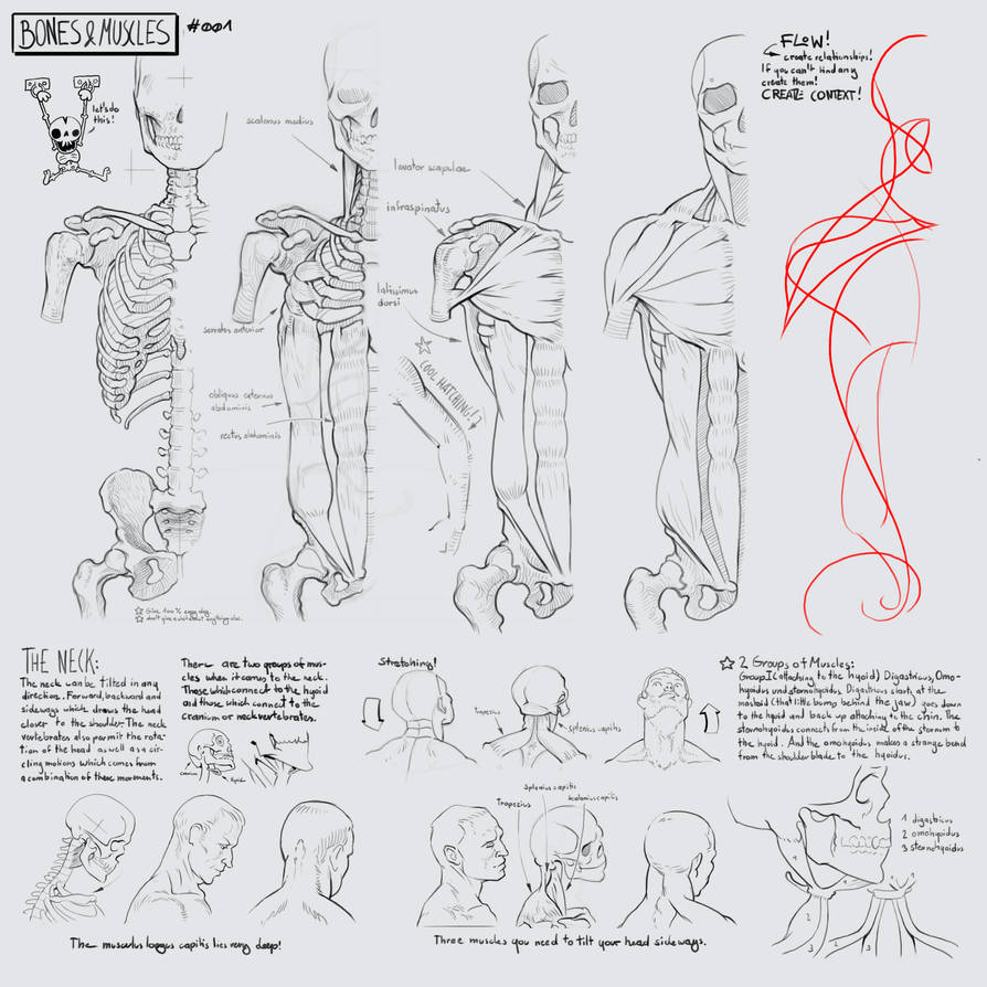 Muscles and Bones #001 by gregor-kari on DeviantArt