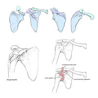 #016 - Scapula and Clavicle