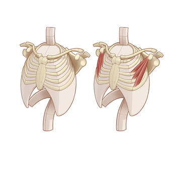 Pectoralis Minor