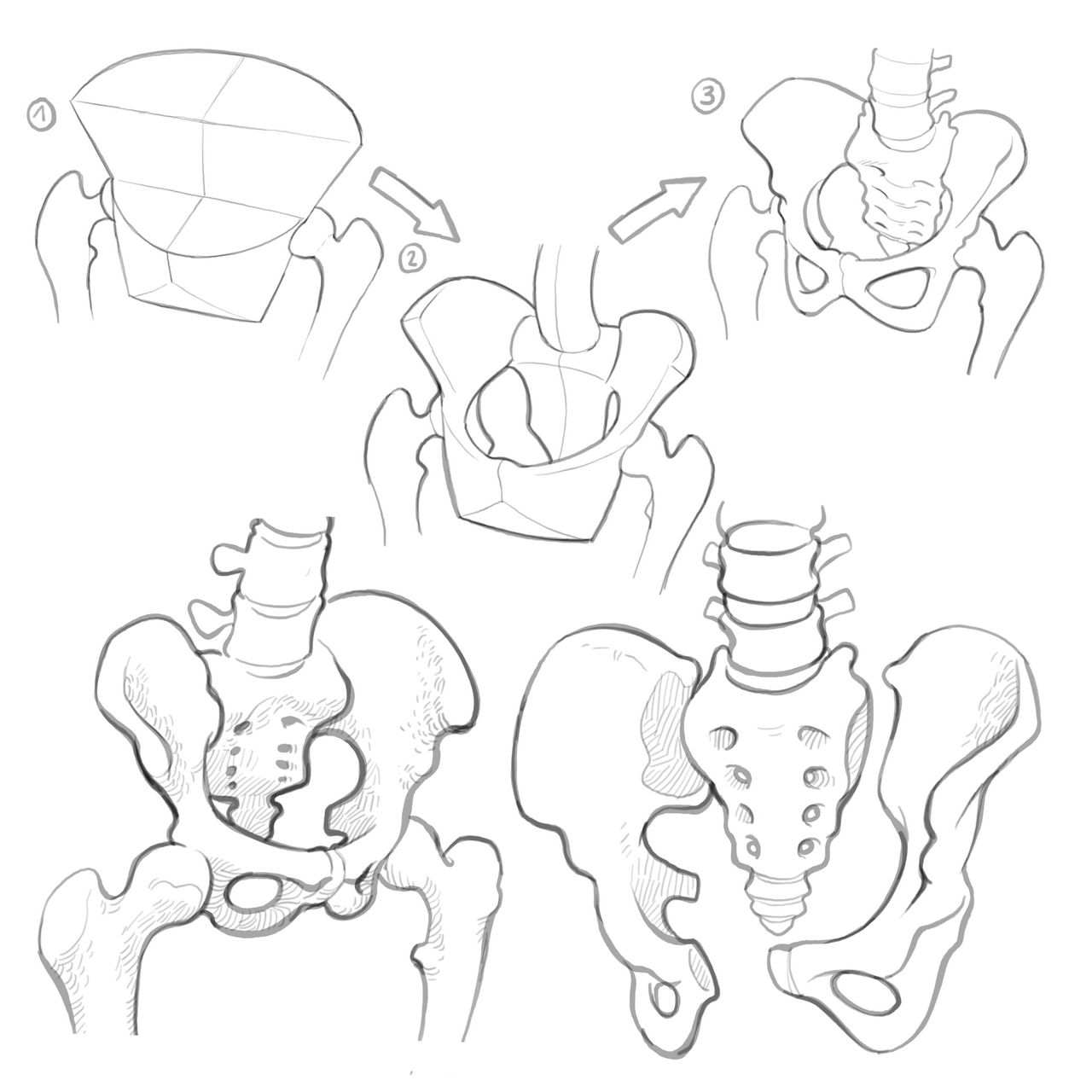 the Pelvis by gregor-kari on DeviantArt