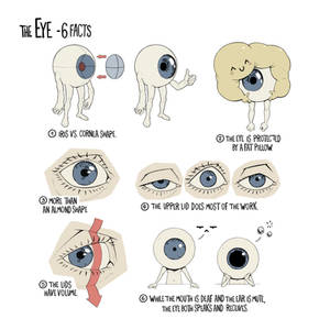 6 Facts about the Human Eye
