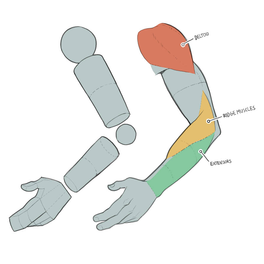 Drawing the Arm in 3 Steps on Youtube by gregor-kari on DeviantArt