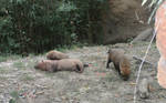 Bush Dogs by InvisibleWinterWitch