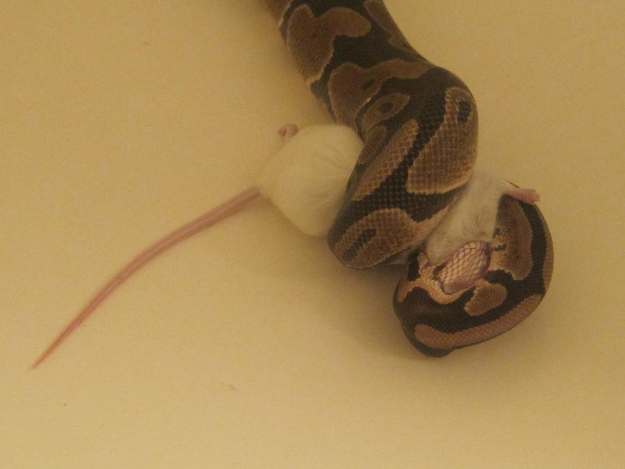Ball Python Eating by InvisibleWinterWitch on DeviantArt