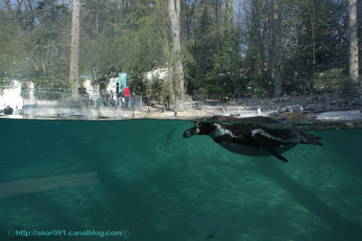 penguin in the water