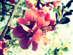 spring parfume by 3divine