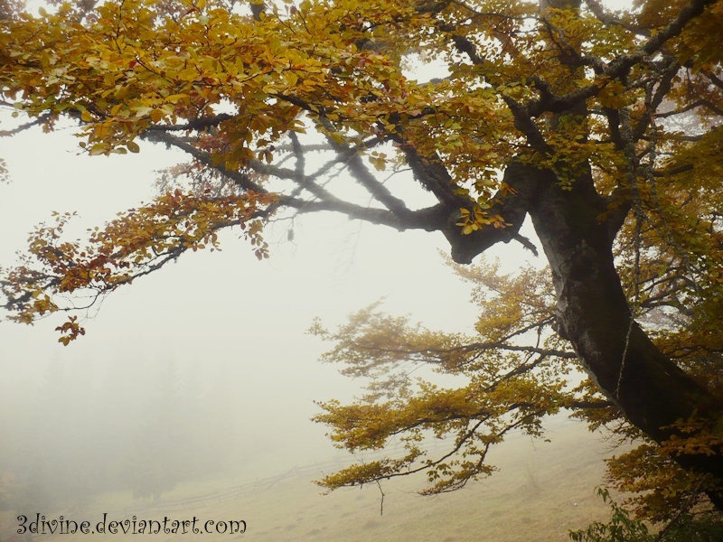 Foggy Autumn I