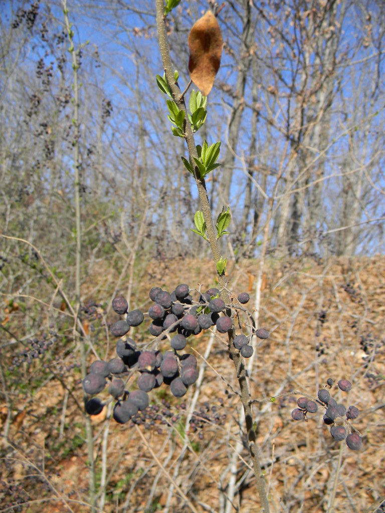 Berries