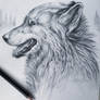 Wolf drawing