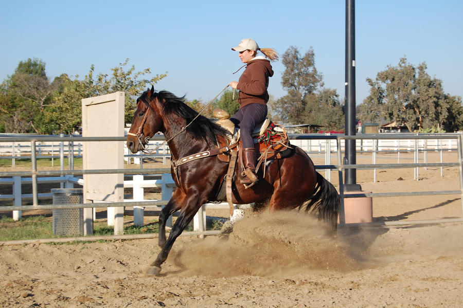 Reining horse in training