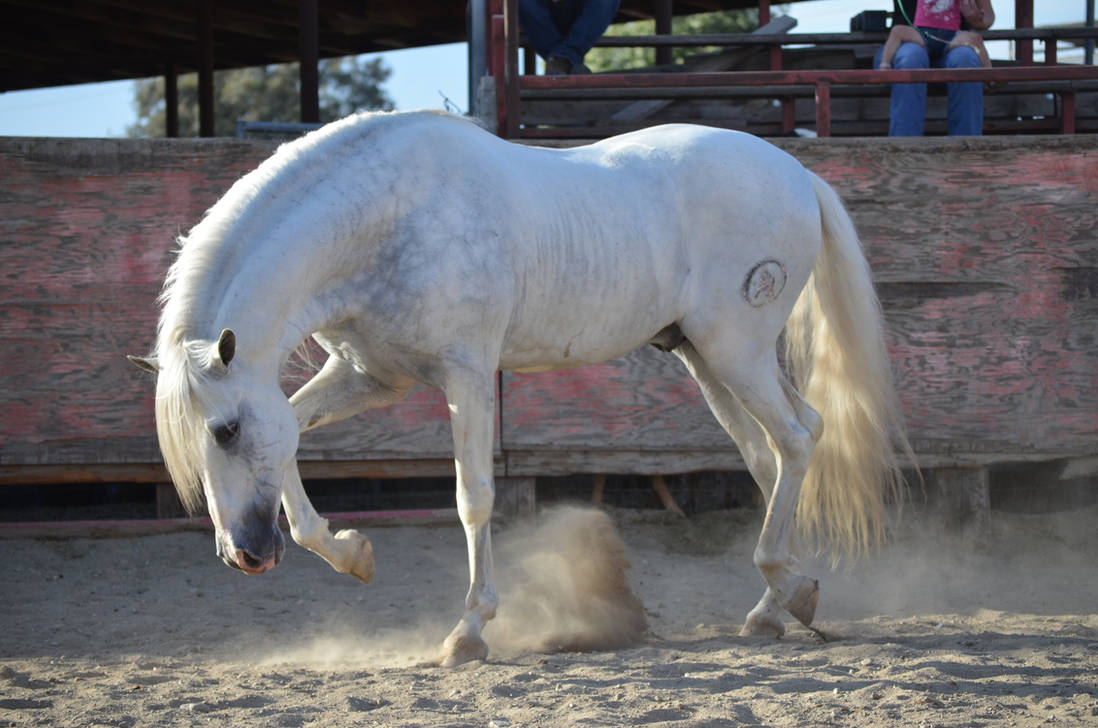 DWP FREE HORSE STOCK 246 by DancesWithPonies DWP FREE HORSE STOCK 246 by DancesWithPonies