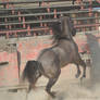 DWP FREE HORSE STOCK 261