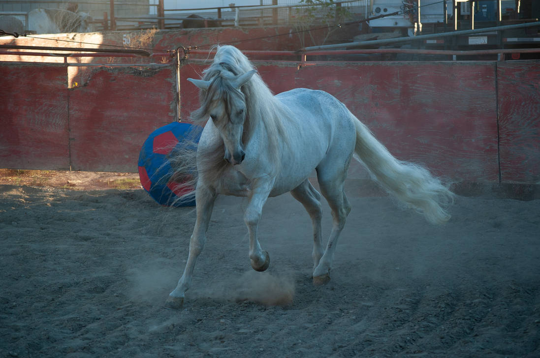 DWP FREE HORSE STOCK 476 by DancesWithPonies DWP FREE HORSE STOCK 476 by DancesWithPonies