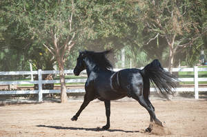 DWP FREE HORSE STOCK 596